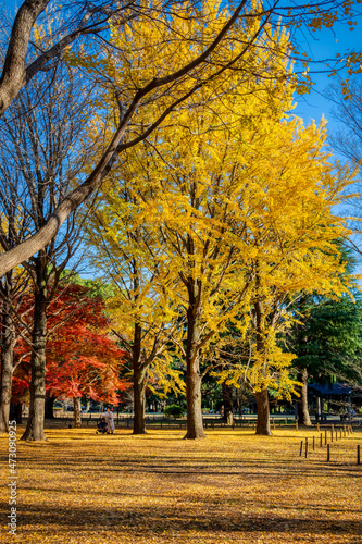 Autumn colors in a park in Tokyo with red Japanese maples and yellow Ginkgo Biloba trees putting on a colorful show