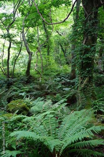 a lively primeval forest in springtime