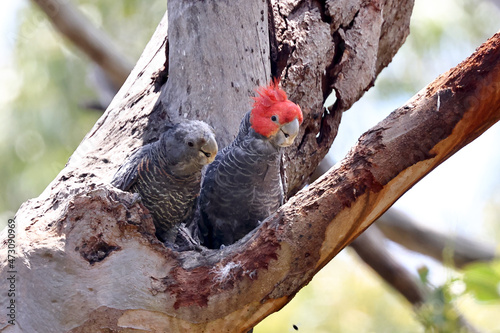 Male and Female Gang Gang Cockatoo at nest hollow photo