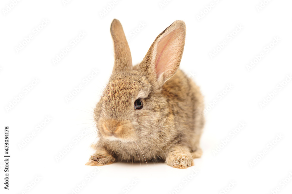 Obraz premium rabbit on a white background 