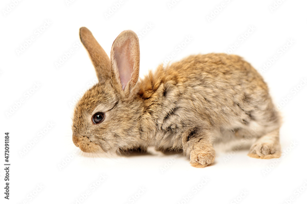 rabbit on a white background 