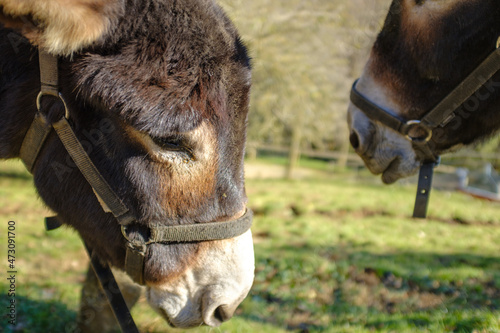 Cute brown tamed donkey heads on a green field close up  © jordieasy