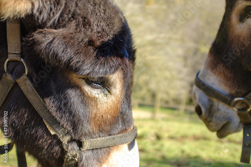 Fotografie Cute brown tamed donkey heads on a green field close up
