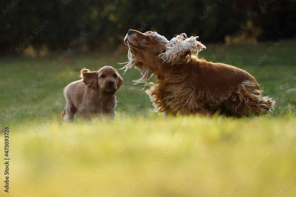 English Cocker Spaniel, mother with puppy in green grass. Her mother shakes her hair and her hair flutters around her body. Dogs playing. English Cocker Spaniel, mother with puppy in green grass. Her mother shakes her hair and her hair flutters around her body. Dogs playing.
