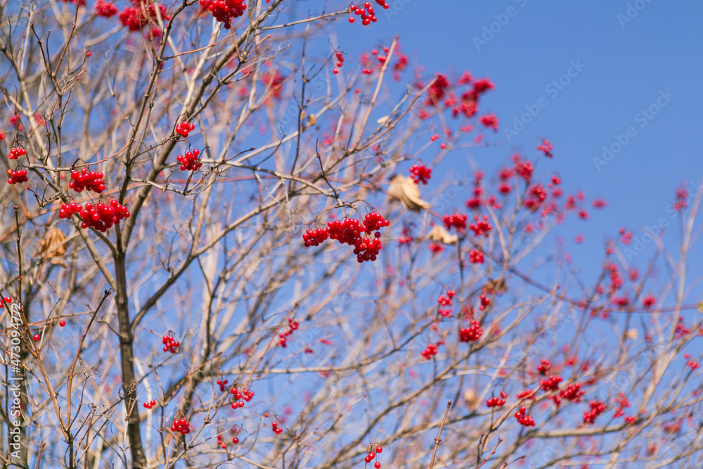  red berries of viburnum on branches in the blue sky 
