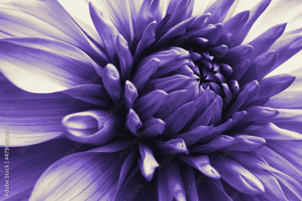 Obraz premium Dahlia bloom. Flower petals close-up. Dark violet floral impressive illustration on a plant theme. Macro