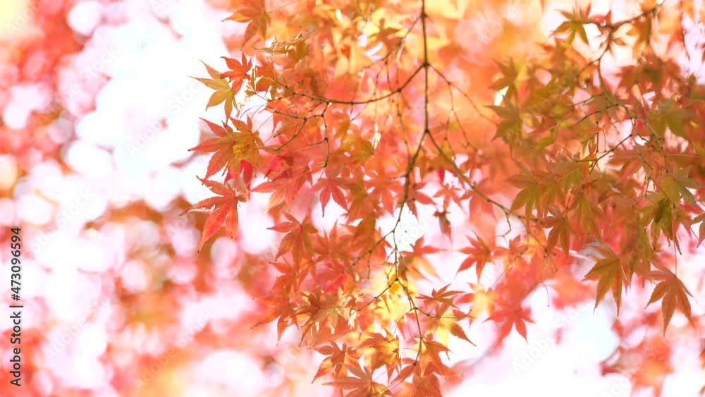 光り輝く晩秋のモミジの葉 11月 光り輝く晩秋のモミジの葉 11月