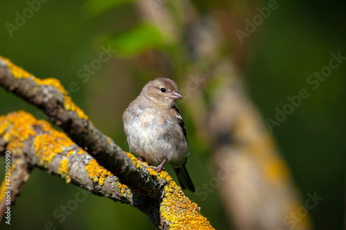 Common chaffinch-Songbird of the finch family.