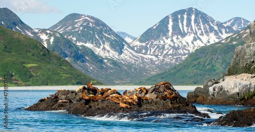 Sea lions and seals of Kamchatka. Kamchatka Peninsula, Russia