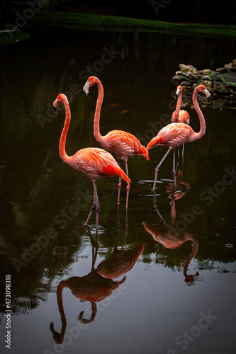 The American flamingo (Phoenicopterus ruber) is a large species of flamingo closely related to the greater flamingo and Chilean flamingo
