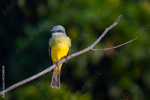 The Western Kingbird (Tyrannus verticalis) is a large tyrant flycatcher found throughout western environments of North America and as far as Mexico.