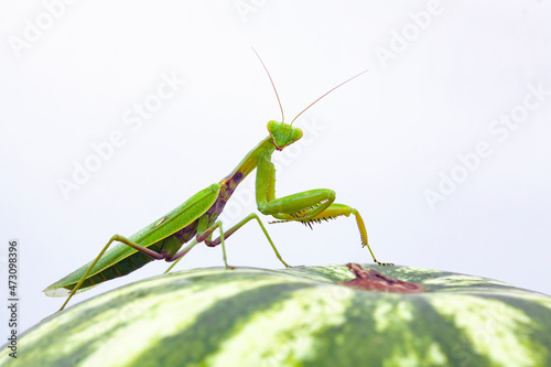 Mantis sits on a watermelon. White background. © Andrey