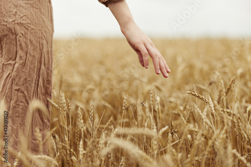 Image of spikelets in hands the farmer concerned the ripening of wheat ears in early summer endless field
