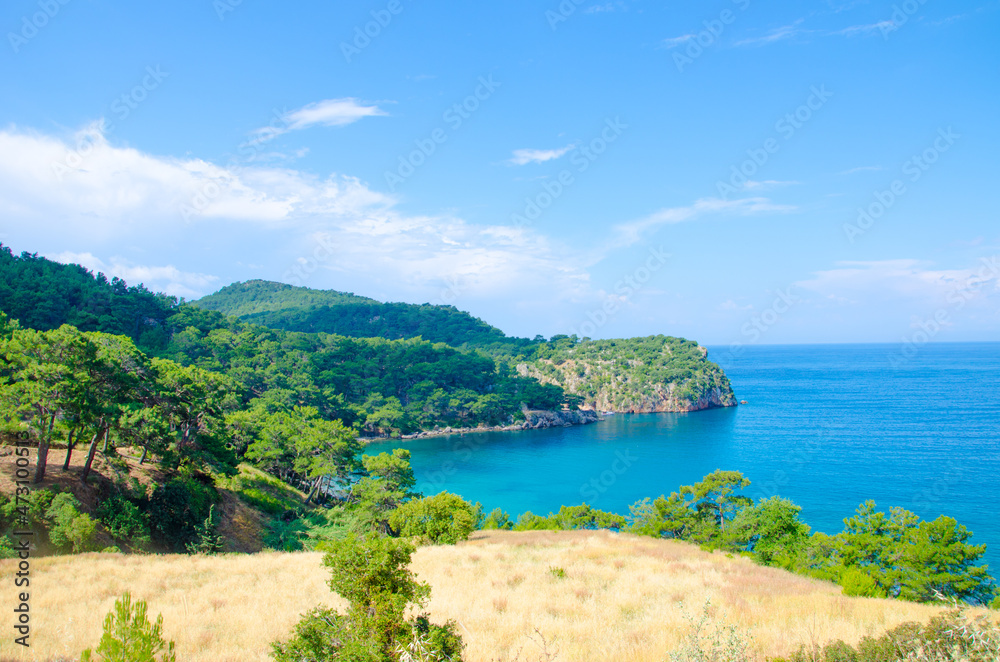 Fototapeta premium Pine forest on the Mediterranean coast