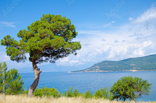 pine on the shores of the Mediterranean Sea