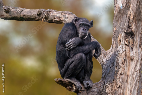Photo sitting west african chimpanzee relaxes