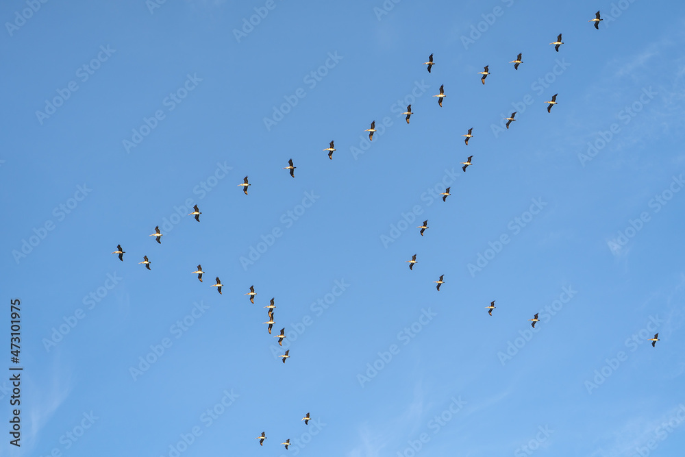 Brown Pelicans flying in formation. Wildlife photography. Brown Pelicans flying in formation. Wildlife photography.