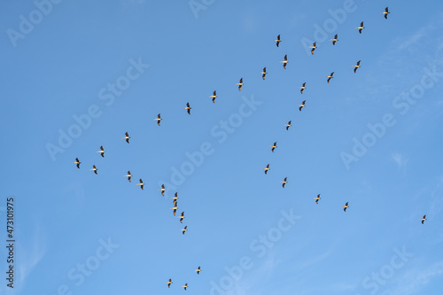 Brown Pelicans flying in formation. Wildlife photography. 