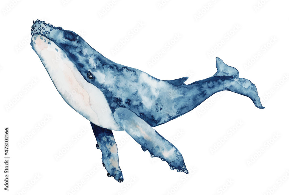 Blue whale watercolor vector illustration. Hand drawn painting Stock