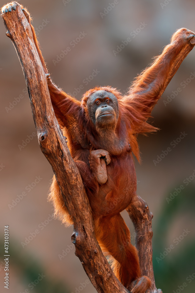 female orangutan climbs on a tree female orangutan climbs on a tree