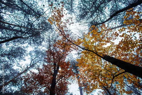 colorful autumn forest 