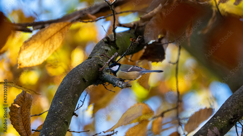 autumn leaves on the tree with a bird climbing upp the tree autumn leaves on the tree with a bird climbing upp the tree
