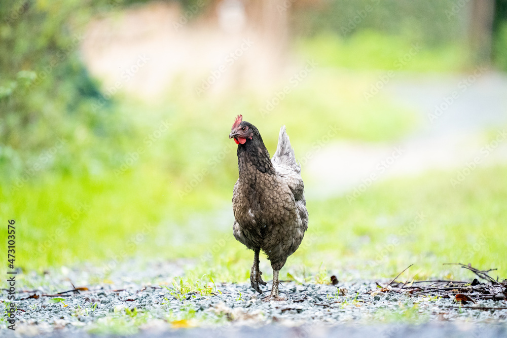 Grey chicken hen walking on grass at the farm on a sunny day with a green background for copy space or text, free range grey black chicken Grey chicken hen walking on grass at the farm on a sunny day with a green background for copy space or text, free range grey black chicken