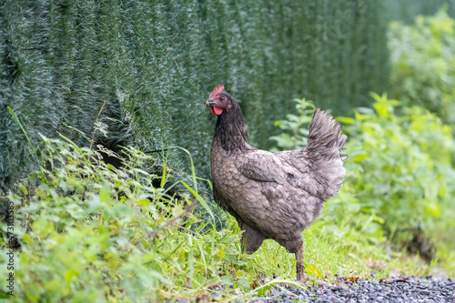 Grey black free range chicken hen walking on grass at the farm on a sunny day with a green background for space or text	