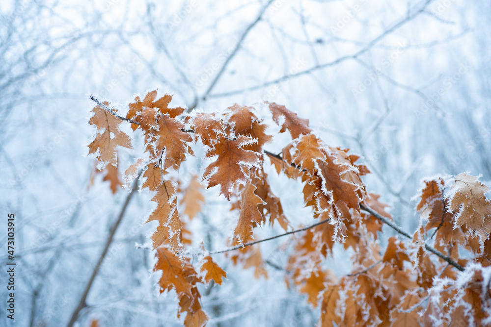 Autumn winter seasons concept. Snow covered branch with yellow autumn leaves against snowy background. Tree branch in snow. Autumn winter seasons concept. Snow covered branch with yellow autumn leaves against snowy background. Tree branch in snow.