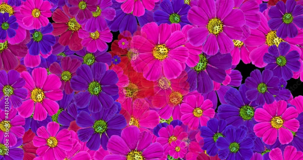 Animation of colourful flowers