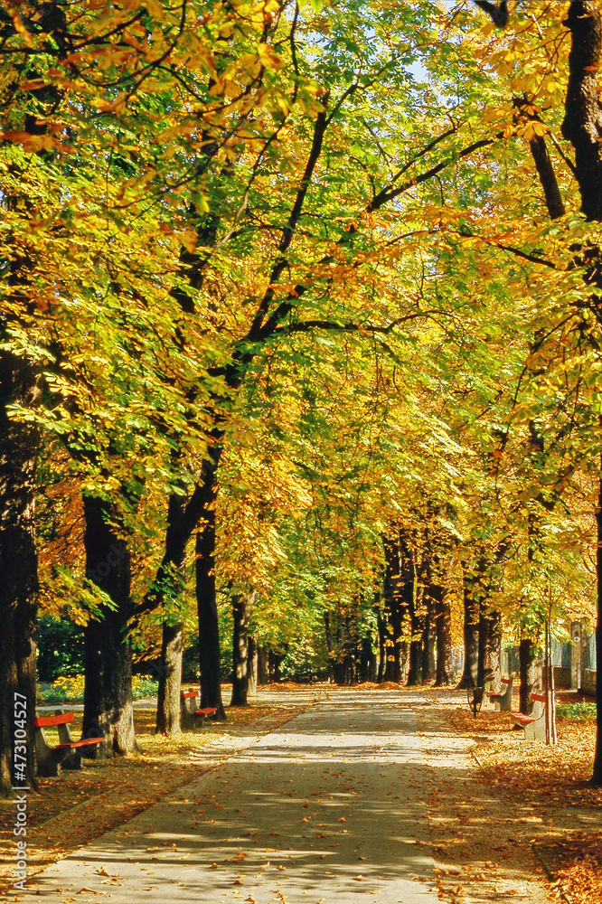 Naklejka premium Autumn in the Park