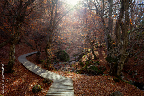 A wooden path runs through the 