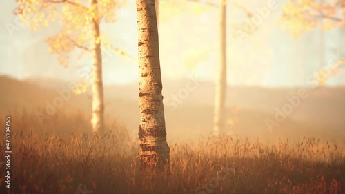 unrise or sunset in a birch forest with rays of sun shining through tree trunks photo