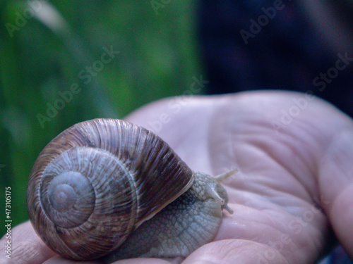 Huge snail on hand