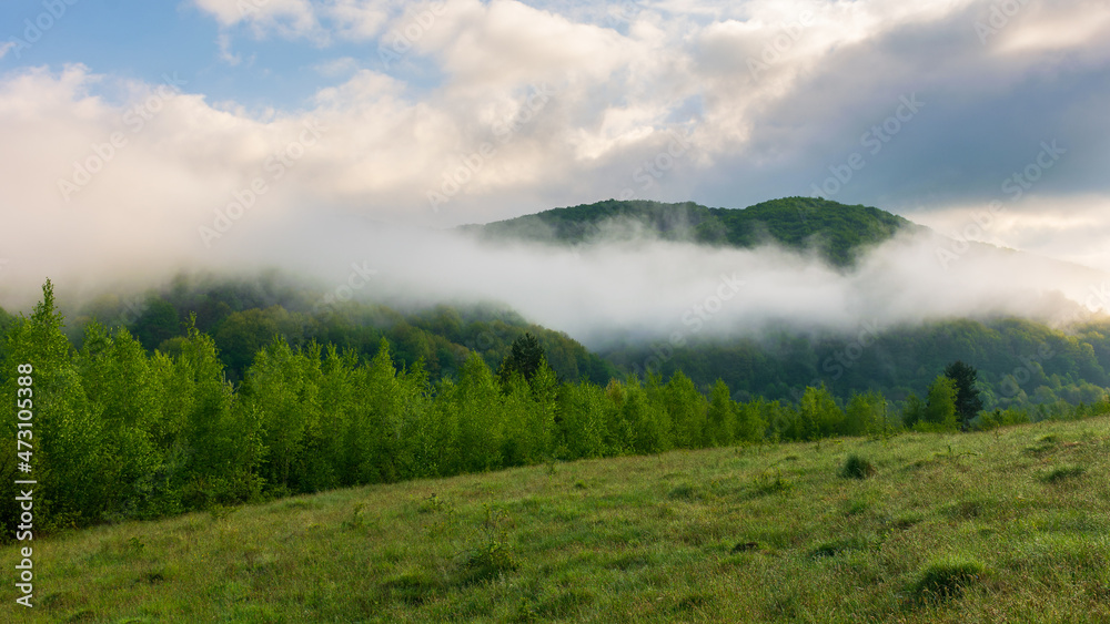mountainous landscape on a foggy morning. outdoor green environment in spring. forest on the hill in mist and clouds. beautiful countryside scenery of carpathians