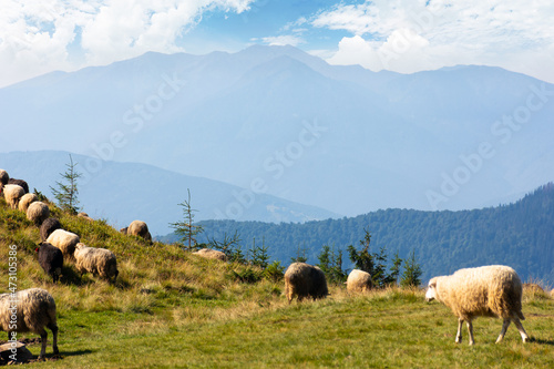 sheep on the meadow in mountains. animals grazing green grass. countryside landscape of carpathians in summer. ridge in the distance. bright sunny weather