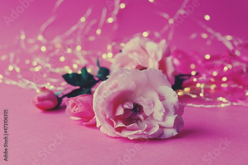 Bouquet of fresh pink roses and illumination on a purple background  Valentine s day concept  romantic greeting  postcard