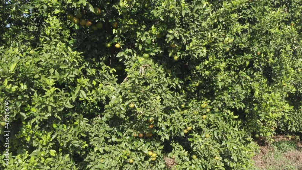 Large Orange tree orchard, Aerial view. Large Orange tree orchard, Aerial view.