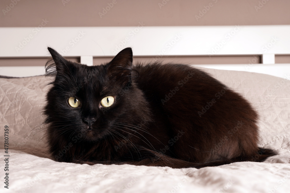 Black cat with yellow eyes on the bed