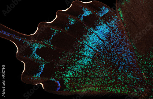 Papilio maackii. Alpine black swallowtail. Colorful exotic swallowtail butterfly wings isolated on black. Tropical butterfly wings close-up photo