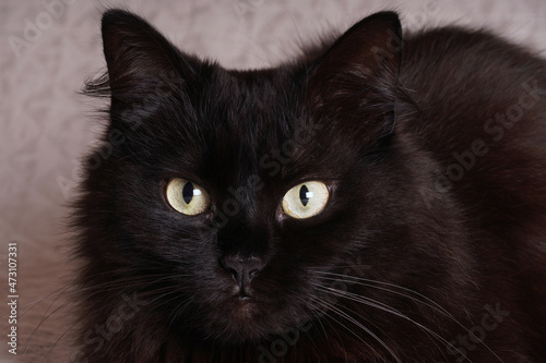Black cat with yellow eyes on a blurred background