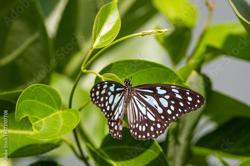 Colourful butterflies of Yala, Sri Lanka