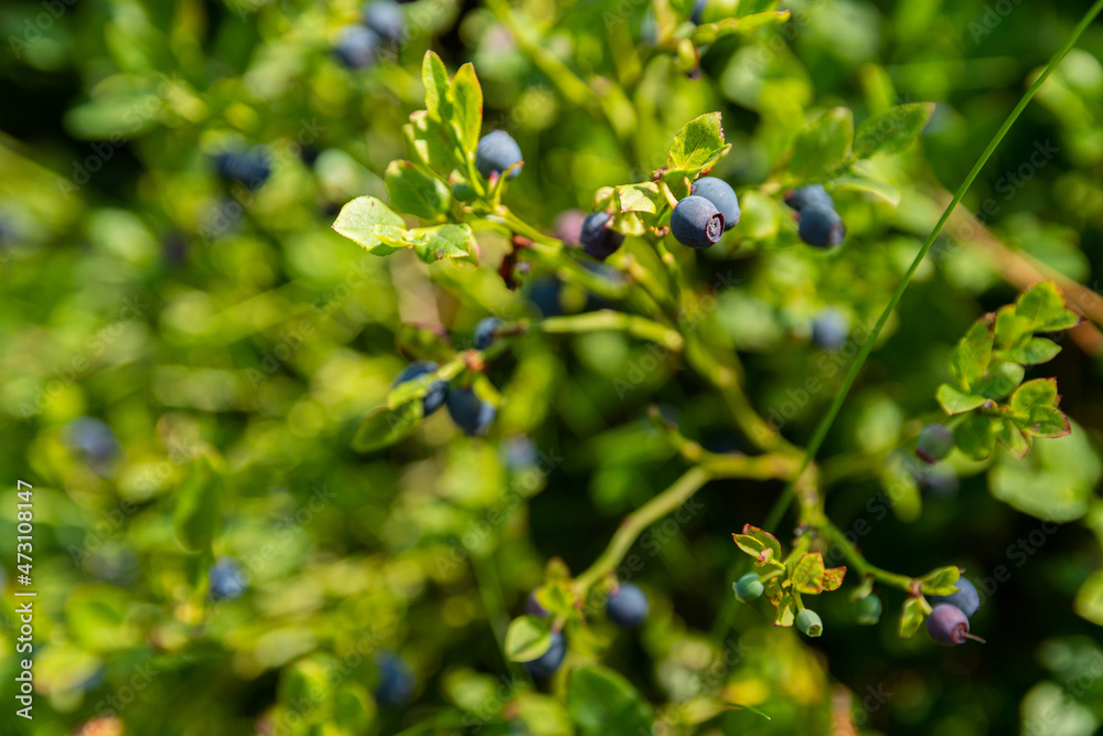 Ripe blueberries (latin Vaccinium Myrtillus) on a glade in the forest on a bright sunny day. Both berries and blueberry leaves are used in medicine