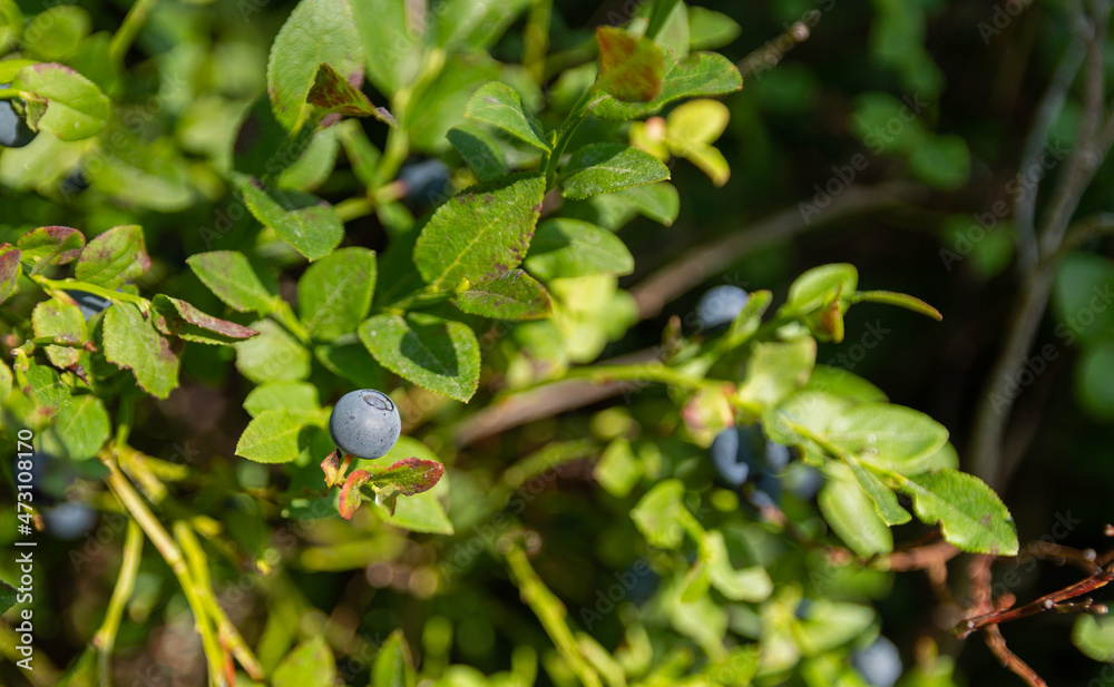 Ripe blueberry (latin Vaccinium Myrtillus) on the branch on a glade in the forest. Berry is highlighted by the rays of sun. Selective focus