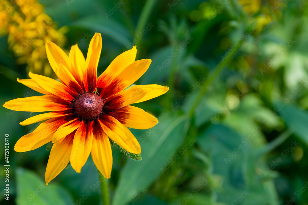 Yellow flower of Sunny Rudbeckia. Country garden during sunny spring day over background of greenery. genus of annual, biennial and perennial herbaceous plants of Asteraceae family Yellow flower of Sunny Rudbeckia. Country garden during sunny spring day over background of greenery. genus of annual, biennial and perennial herbaceous plants of Asteraceae family