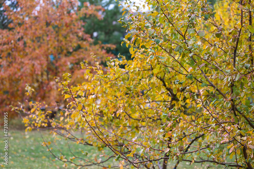 autumn leaves in the forest