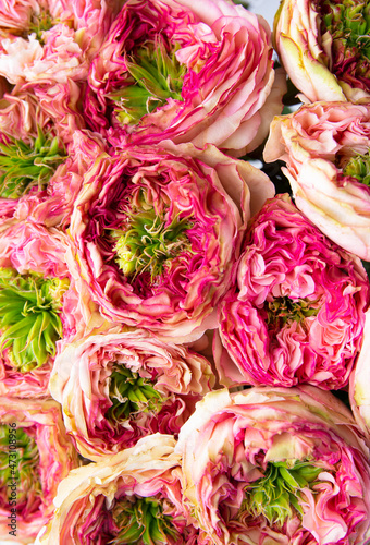 Background of peony pink roses. View from above. Selective focus. Floral texture.