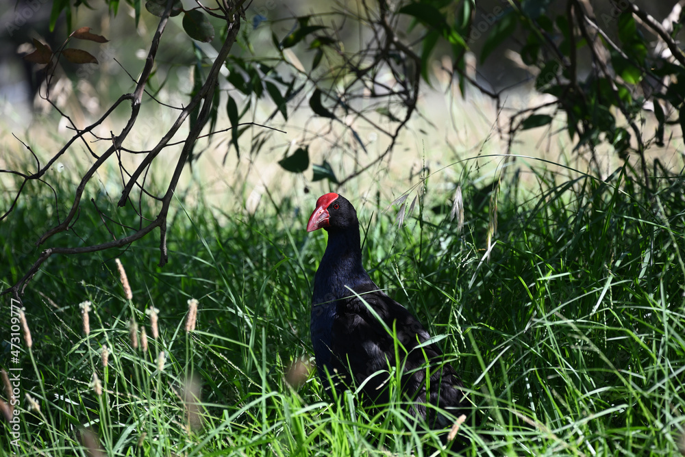 Vigilant purple swamphen, or pukeko, in a shady area with long grass underneath a tree Vigilant purple swamphen, or pukeko, in a shady area with long grass underneath a tree