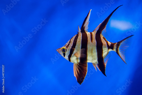 Enoplosus armatus or old wife fish in aquarium photo