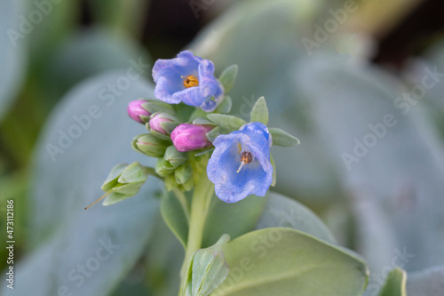 Mertensia maritima, plante huitre ou huitre végétale